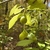 Leafy branches bearing globose green fruits 1.5 in. in diameter