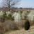 Pyrus calleryana