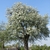 Tree in Bloom