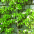 Espaliered Tree