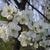 White flowers with yellow centers.