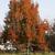 Pyrus communis 'Kieffer'