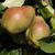 Pyrus communis 'Kieffer'