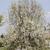 Pyrus communis 'Kieffer'