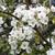 Pyrus communis 'Kieffer'