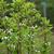 Pyrus communis 'Seckel'
