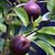 Pyrus communis 'Seckel'