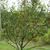 Pyrus communis 'Seckel'