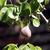 Pyrus communis 'Moonglow'