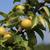 Pyrus pyrifolia 'Shinseiki'
