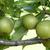 Pyrus pyrifolia 'Shinseiki'