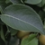 Leaf and stem detail
