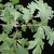 Leaves with alternate arrangement on the stem