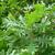 Quercus alba