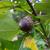 Acorn