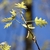 Leaves - Warren Co., NC