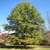 Large tree with rounded canopy, growing in a park.