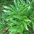 Leafy shoot bearing narrow, willow-like leaves.