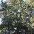 Quercus stellata, tree