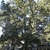 Form of a mature tree