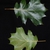 Front and back of leaves (Moore County, NC)-Early Fall