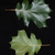 Front and back of lobed leaves (Moore County, NC)-Early Fall