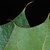 Lobed margins and bristle-tipped (Moore County, NC)-Early Fall