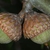 Side view of acorns (Moore County, NC)-Early Fall