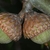 Side view of capped acorns (Moore County, NC)-Early Fall