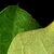 Front and back of leaf (Moore County, NC)-Early Fall