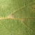 Underside of leaf (Moore County, NC)-Early Fall