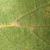 Underside of leaf (Moore County, NC)-Early Fall