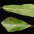 Leaf closeup (Moore County, NC)-Early Fall