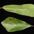 Leaf closeup (Moore County, NC)-Early Fall