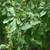 Leaves (Moore County, NC)-Early Fall