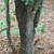 Gray ridged bark (Moore County, NC)-Early Fall