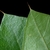 Underside of leaf with hairs (Greensboro, NC)-Early Fall