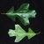 Various leaf shapes (Greensboro, NC)-Early Fall