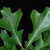 Lobed green leaves (Greensboro, NC)-Early Fall