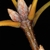 Stem with cluster of end and stem buds (Greensboro, NC)