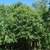 Form of a mature tree in leaf (Greensboro, NC)-Early Fall