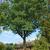Form of the tree (Kingsessing, Philadelphia, PA)-Early Fall