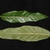 Leaf front and back with wavy to slightly lobed margins