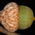 Green acorn side view (Durham, NC)-Early Fall