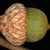 Acorn side view (Durham, NC)-Early Fall