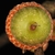 Bottom view of acorn (Durham, NC)-Early Fall