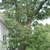 Tree form (Durham, NC)-Early Fall