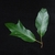 Variable shape of leaves (Brighton, NY)-Late Summer