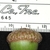Immature acorn with cup side view (Brighton, NY)-Late Summer
