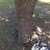 Dark brown bark
